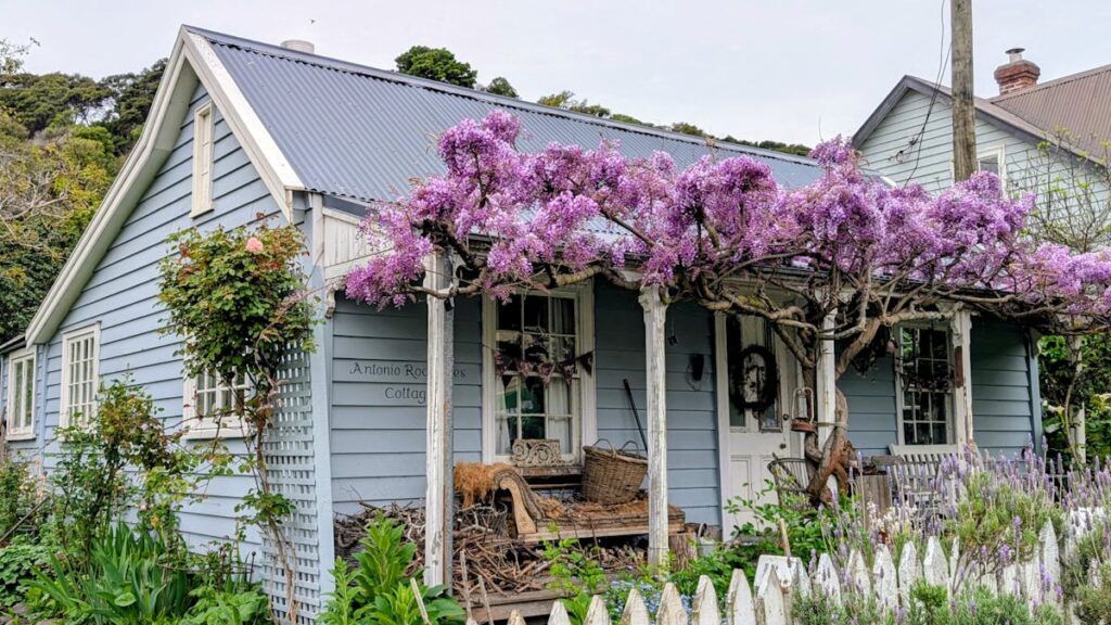 Charming blue cottage with wisteria in full bloom in Akaroa