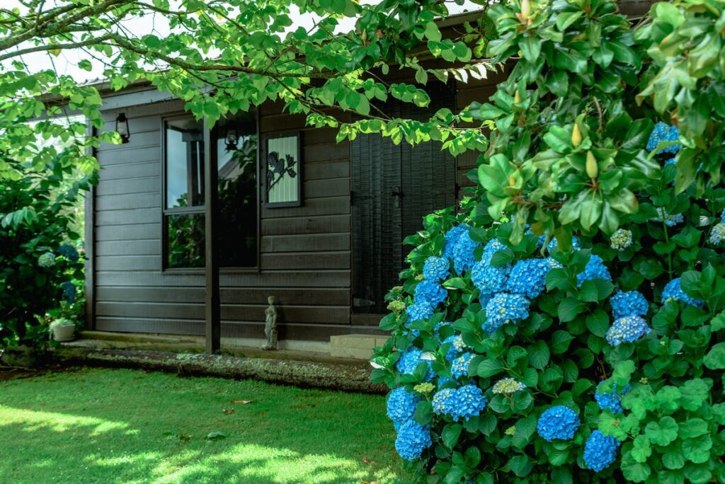 Classic New Zealand cottage with blue hydrangeas in full bloom